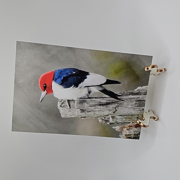 Red Headed Woodpecker on a Limb Print‎ - Picture 3 of 3